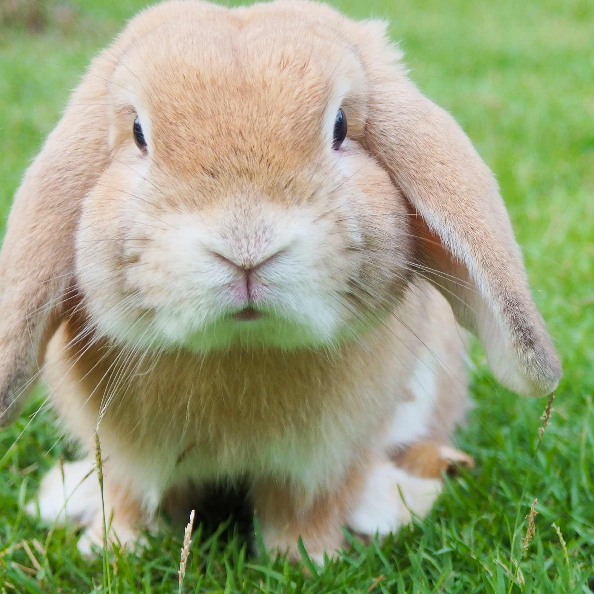 pet_gallery_image_1