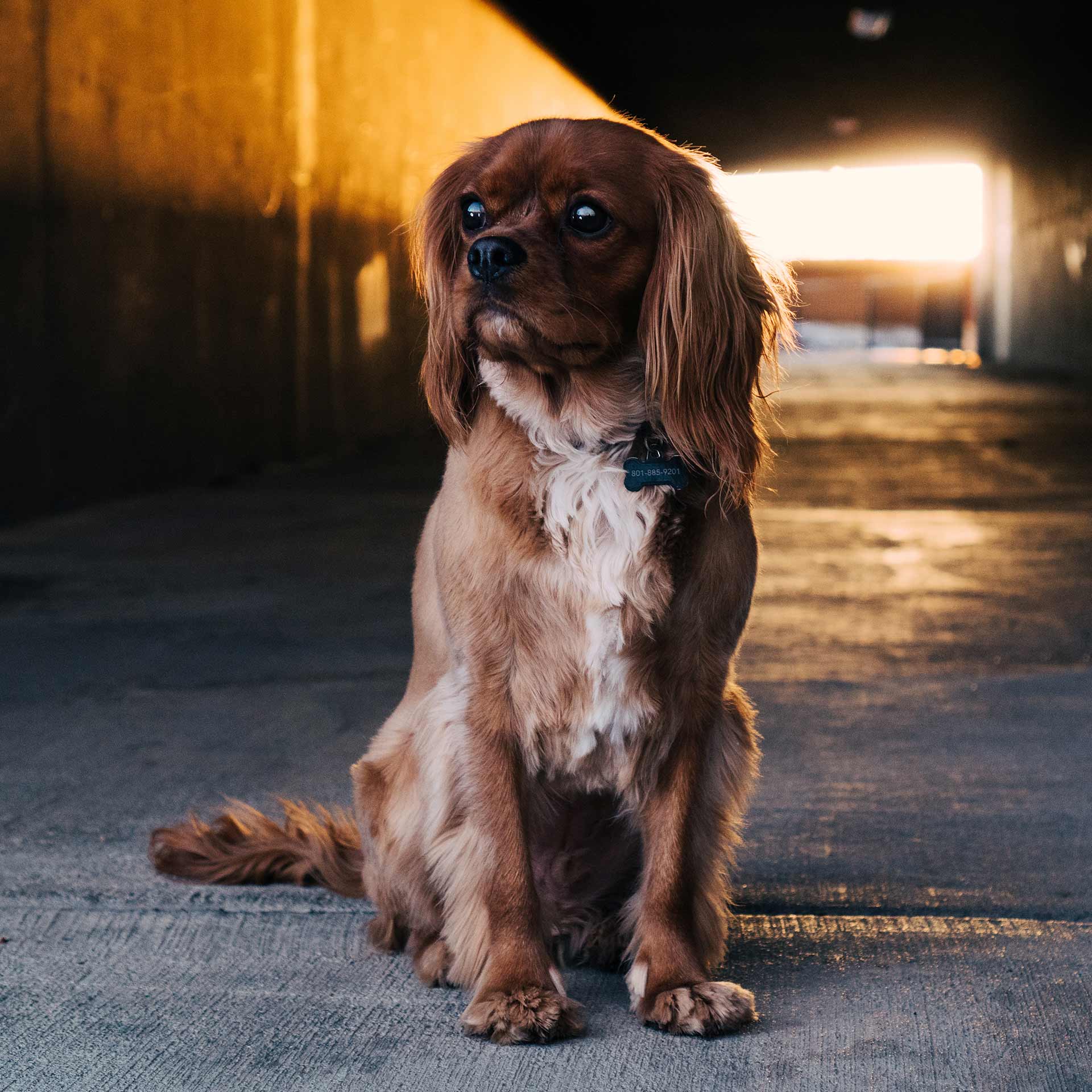 pet_gallery_image_2